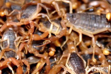 各种蝎子的养殖方法