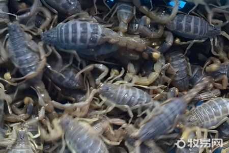 亚洲雨林蝎如何饲养