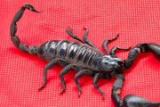 蝎子的养殖与繁殖方法