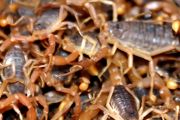 各种蝎子的养殖方法