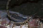 养蝎子怎么养 养蝎子方法介绍