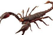 蝎子养殖最关键的技术是什么？