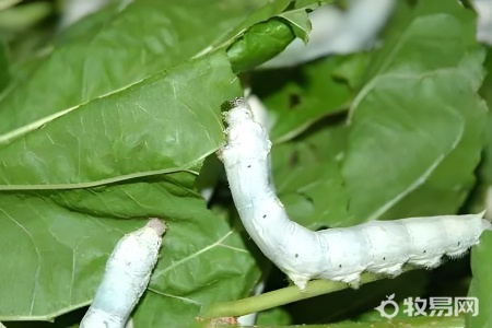 养蚕什么季节