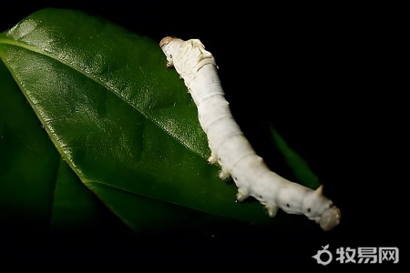 科学养蚕技术有哪些