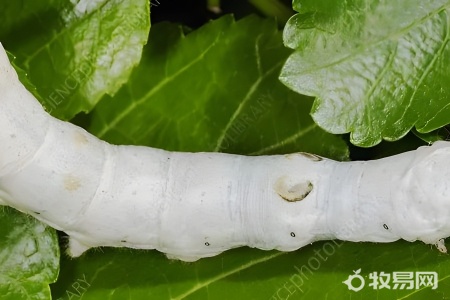 养蚕在哪里能买到蚕种