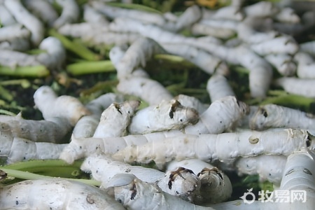 怎样养蚕宝宝才是正确的