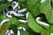 蚕幼虫怎么养 养蚕幼虫方法介绍