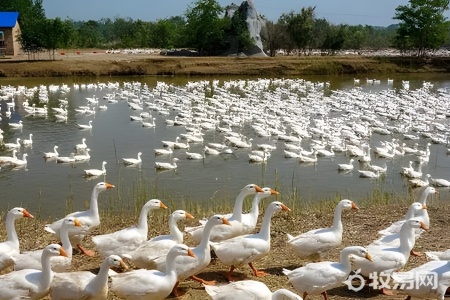 鹅适合什么季节养