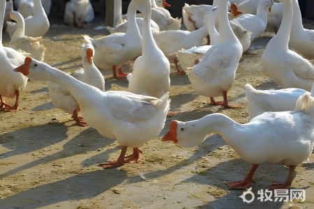 没有水的地方可以养鹅吗