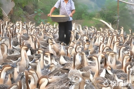 养殖鹅需要办什么证