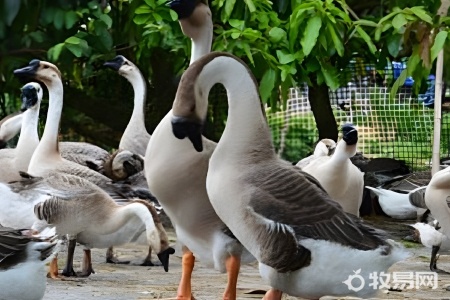 养殖鹅利润怎么样