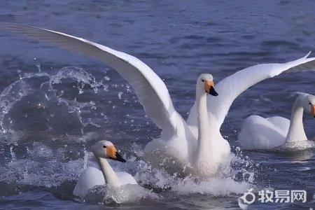 露天养鹅怎么养