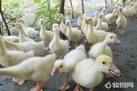 养鹅多少天可以出栏
