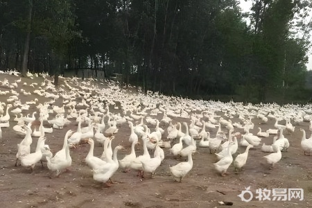 养鹅可以圈养吗