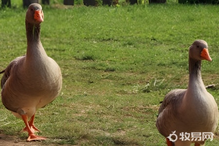 养鹅需要掌握哪些要点和技术