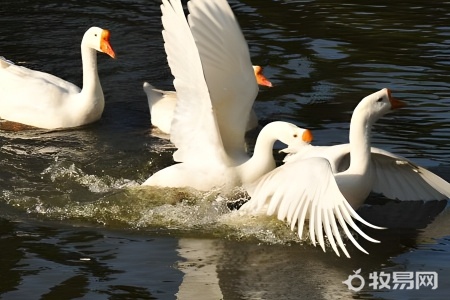 养500只鹅利润是多少