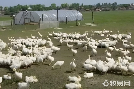 网上说的养鹅是真的吗