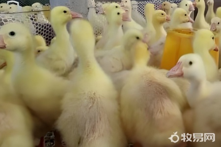 养殖鹅国家有补贴吗