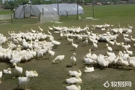 怎样养大鹅