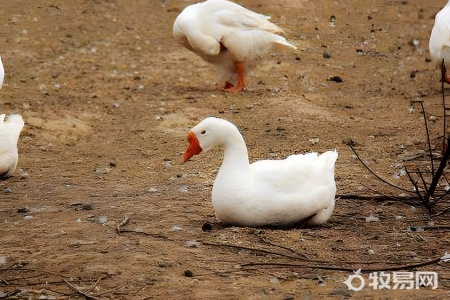 一个新手如何养鹅