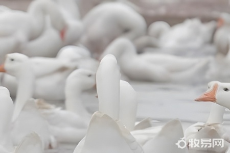 养殖鹅多少只有补贴的款