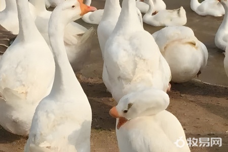 养鹅的技术都是掌握哪些技术