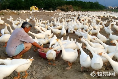 一亩牧草能养多少只鹅