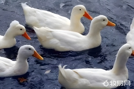 养殖大鹅的利润