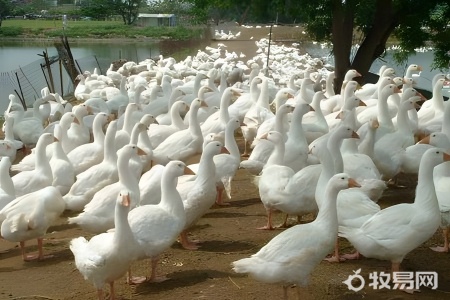 在家里养一只鹅好养吗