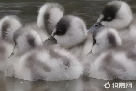 养鹅可以防蛇吗