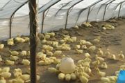 家养鹅几个月开始下蛋