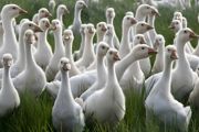 鹅肥肝的鹅的养殖方法
