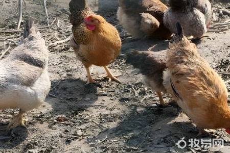 鸡散养鸡的养殖方法