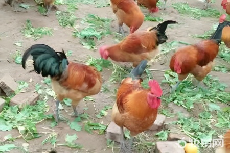 鸡的饲养方法和防治