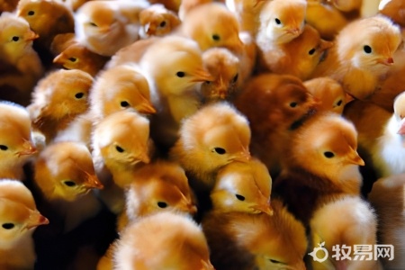 蛋鸡养殖常见病有哪些