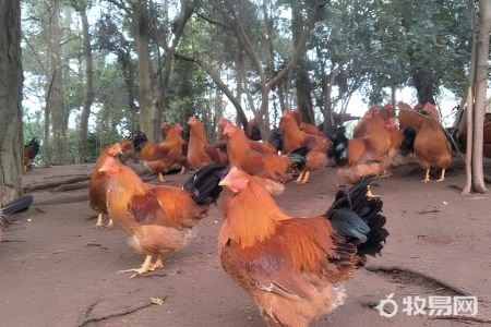 鹊山鸡适合在什么地方养