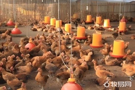如何养鸡才能养好