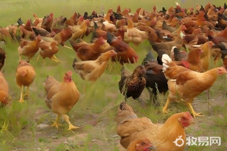 养殖鸡有哪些品种
