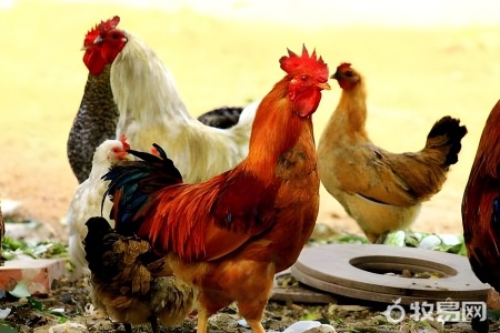 散养鸡多少钱一斤