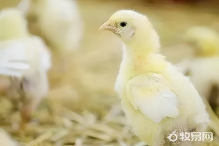 黑水鸡可以人工养殖吗