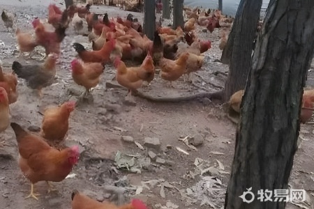 单独养一只鸡好吗
