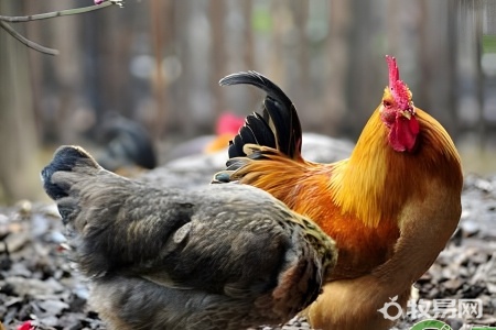 养殖的乌鸡有营养吗