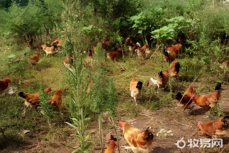 农村散养鸡1000只需投资多少