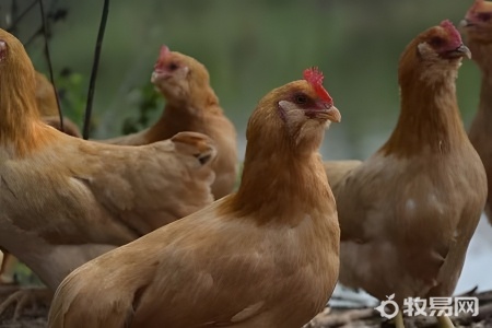 养鸡需要注意什么