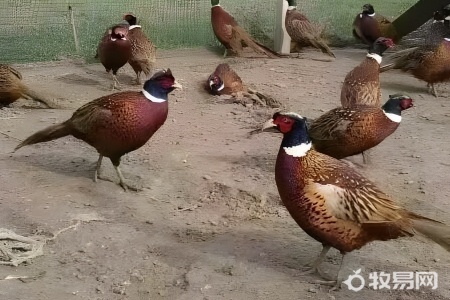 大山养鸡会有哪些困难