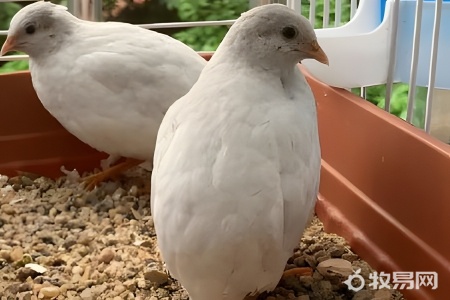 鸡养了五个月怎么不下蛋