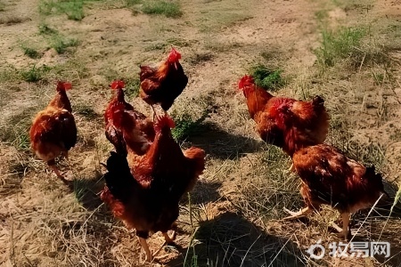 芦丁鸡一定要用保温箱饲养吗