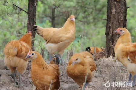 秋季养鸡喂什么药