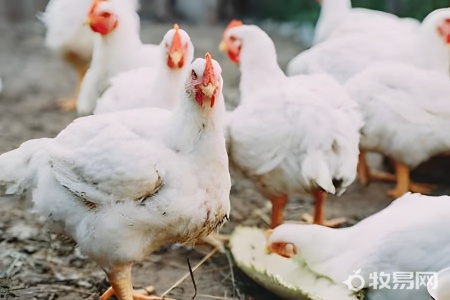 菜籽饼养鸡有什么功效