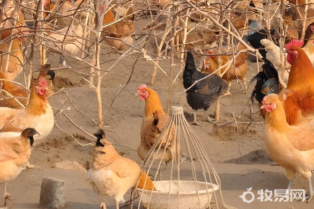 芦丁鸡养殖犯法吗